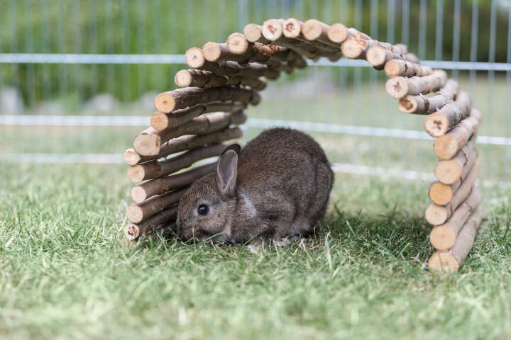 TRIXIE Natural Living Brücke